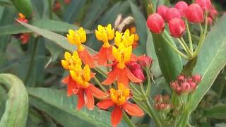 Asclepias curassavica L  Medicinal Uses Of Asclepias curassavica  Scarlet Milkweed  Bloodflower [upl. by Annasus534]