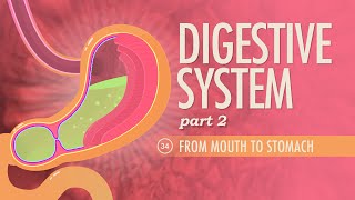 Digestive System Part 2 Crash Course Anatomy amp Physiology 34 [upl. by Urquhart]