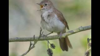 NIGHTINGALE SONG4 hours REALTIME Beautiful Nightingale SingingBirdsongNature soundspart 2 [upl. by Hoo]