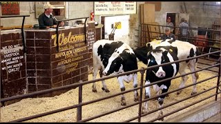 Buying and Selling at Livestock Auctions [upl. by Clemente]