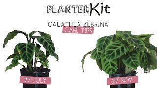 PLANTER KIT  Calathea Zebrina Care Tips and Growth [upl. by Brenk628]