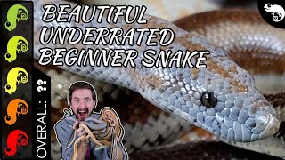 Rosy Boa The Best Pet Snake [upl. by Dasteel819]