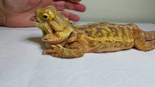 Metabolic bone disease bearded dragon [upl. by Avaria113]