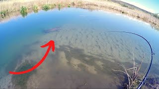 Insane Sight Fishing for Monster Sturgeon in a Shallow Creek [upl. by Gibson]