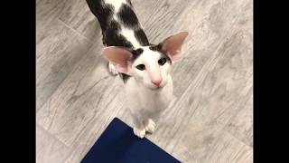 Teddy the most famous honking Oriental Shorthair Cat [upl. by Levin]