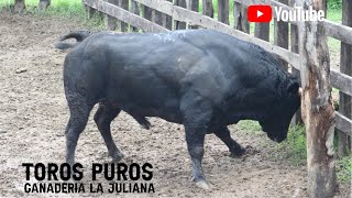 Llegada de los toros puros a la Ganadería La Juliana de los Hnos Cumplido Mendoza [upl. by Hsiekal259]