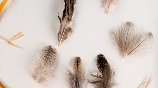 All about feathers for fly tying [upl. by Skolnik283]