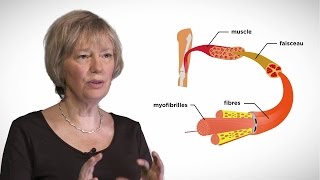 MOOC côté cours  La contraction musculaire [upl. by Atillertse]