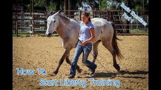 How To Start Liberty Training With Your Horse Basic Exercises Part 1 [upl. by Ettezus836]