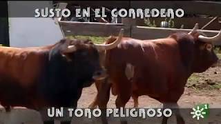 Toro peligroso de Torrehandilla susto en el corredero  Toros desde Andalucía [upl. by Schaaff]