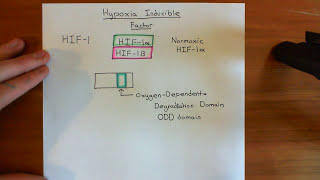 Hypoxia Inducible Factor HIF Part 1 [upl. by Gottuard845]