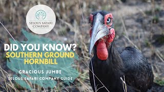 Southern Ground Hornbill Facts [upl. by Awad679]