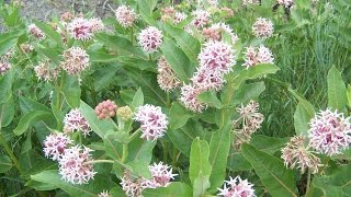 Speading Dogbane and Common Milkweed [upl. by Drahcir]