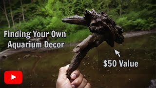 12 Rules For Collecting Aquarium Driftwood [upl. by Ydarg312]