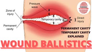 Wound ballistics  Temporary and permanent cavity  Forensic ballistics [upl. by Brebner207]