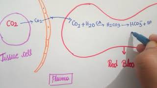 Chloride Shift  Respiration  11th CBSE  NEET  KVPY  NSEB [upl. by Strenta]