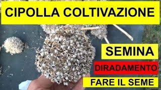 LA COLTIVAZIONE DELLA CIPOLLA Orticoltura sostenibile 40 [upl. by Aivin]