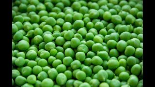 Green Peas 101Nutrition and Health Benefits [upl. by Secilu]