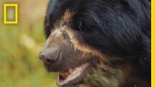 Saving South America’s Only Bear Species  National Geographic [upl. by Avera]