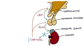 Understanding the Short Synacthen Test [upl. by Hsirk]