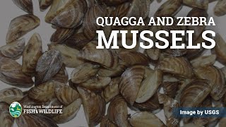 Quagga amp Zebra Mussels  What are they and where did they come from [upl. by Dallis894]