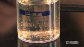 How to Care for Daphnia [upl. by Ednew867]