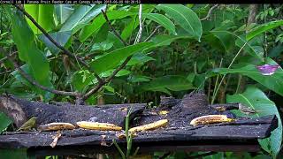 New Cam Species Lesser Elaenia – June 9 2019 [upl. by Akcinat]