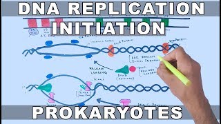 DNA Replication in Prokaryotes  Initiation [upl. by Leann]