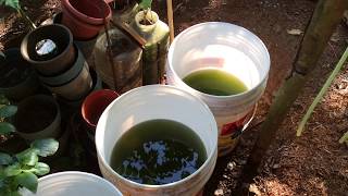 How to grow Green Water Algae [upl. by Esadnac]