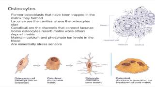 Osteocytes [upl. by Nojram]