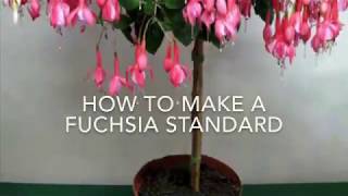 How to Make a Fuchsia Standard  Fuchsia Tree How To Make A Standard Fuchsia [upl. by Irual]