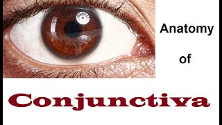 Anatomy Of Conjunctiva 12 [upl. by Cory]