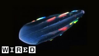 Absurd Creatures  Comb Jellies Are Ready to Rave [upl. by Nuahsed]