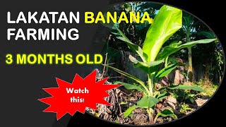 Lakatan Banana Farming Three Months Old [upl. by Dun]