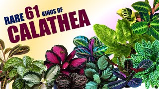 RARE 61 CALATHEA VARIETIES  HERB STORIES [upl. by Rahmann164]