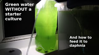 Green Water WITHOUT a Starter Culture  From Scratch  How To [upl. by Utimer]