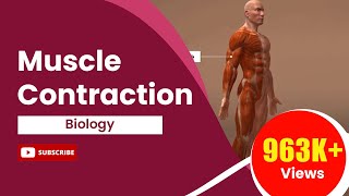 Muscle Contraction [upl. by Durst]