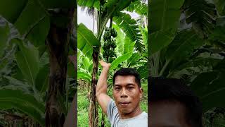 Lakatan Banana Farming lakatan [upl. by Uok778]