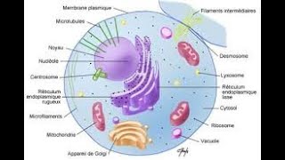 Introduction à la cytologie [upl. by Chip496]