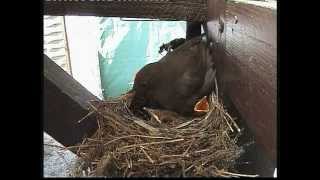 Amsel  Familie  in unserem Garten in Pirna 2012 [upl. by Celestine421]