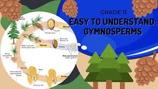 Gymnosperms [upl. by Enedan]