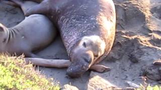 elephant seal mating seasonMOV [upl. by Herold]