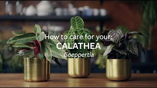 How to care for your Calathea  Grow at Home  RHS [upl. by Lello]