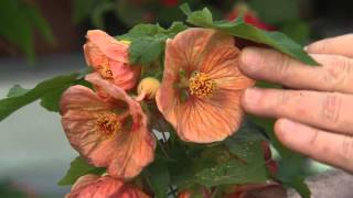 Abutilon or flowering maple has beautiful flowers [upl. by Wendye]