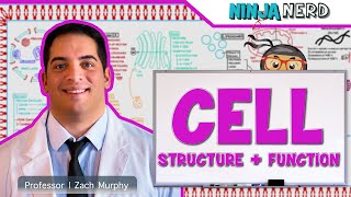 Cell Biology  Cell Structure amp Function [upl. by Aisset]