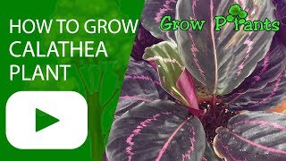 How to grow Calathea plant [upl. by Ricky]