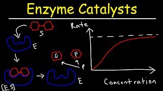 Enzymes  Catalysts [upl. by Arihsay]