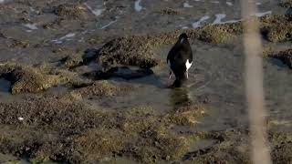 Oystercatcher [upl. by Patrice]