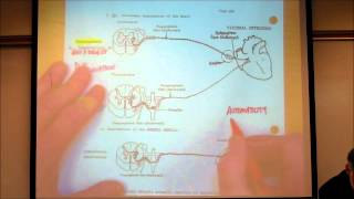 AUTONOMIC NERVOUS SYSTEM PART 1 by Professor Finkwmv [upl. by Pancho]