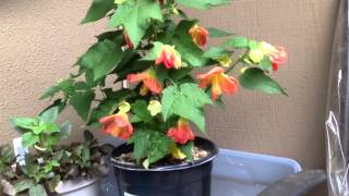 Flowering maple lucky lantern  Abutilon [upl. by Seagrave444]